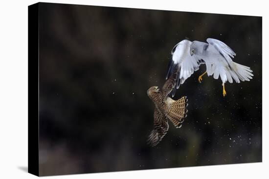 Northern - Hen Harrier (Circus Cyaneus) And Kestrel (Falco Tinnunculus) Below, Fighting In Flight-Fabrice Cahez-Stretched Canvas