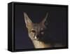 Northern Kit Fox Shown in Captivity, None May Exist in the Wild, Vanishing Species-Nina Leen-Framed Stretched Canvas