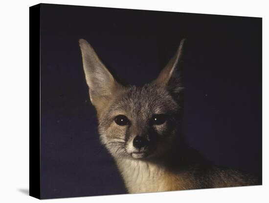 Northern Kit Fox Shown in Captivity, None May Exist in the Wild, Vanishing Species-Nina Leen-Stretched Canvas