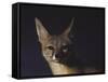 Northern Kit Fox Shown in Captivity, None May Exist in the Wild, Vanishing Species-Nina Leen-Framed Stretched Canvas