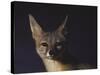 Northern Kit Fox Shown in Captivity, None May Exist in the Wild, Vanishing Species-Nina Leen-Stretched Canvas