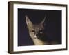 Northern Kit Fox Shown in Captivity, None May Exist in the Wild, Vanishing Species-Nina Leen-Framed Photographic Print