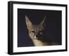 Northern Kit Fox Shown in Captivity, None May Exist in the Wild, Vanishing Species-Nina Leen-Framed Photographic Print