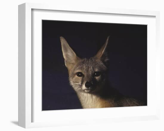 Northern Kit Fox Shown in Captivity, None May Exist in the Wild, Vanishing Species-Nina Leen-Framed Photographic Print