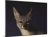 Northern Kit Fox Shown in Captivity, None May Exist in the Wild, Vanishing Species-Nina Leen-Mounted Photographic Print