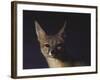 Northern Kit Fox Shown in Captivity, None May Exist in the Wild, Vanishing Species-Nina Leen-Framed Photographic Print