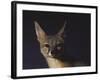 Northern Kit Fox Shown in Captivity, None May Exist in the Wild, Vanishing Species-Nina Leen-Framed Photographic Print