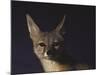 Northern Kit Fox Shown in Captivity, None May Exist in the Wild, Vanishing Species-Nina Leen-Mounted Photographic Print