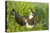 Northern Lapwing Male on Nest-null-Stretched Canvas