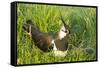 Northern Lapwing Male on Nest-null-Framed Stretched Canvas