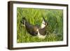 Northern Lapwing Male on Nest-null-Framed Photographic Print