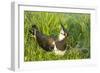 Northern Lapwing Male on Nest-null-Framed Photographic Print