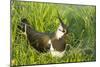 Northern Lapwing Male on Nest-null-Mounted Photographic Print