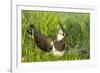 Northern Lapwing Male on Nest-null-Framed Photographic Print