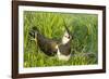 Northern Lapwing Male on Nest-null-Framed Photographic Print