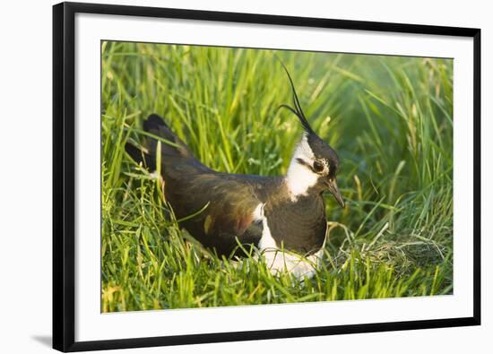 Northern Lapwing Male on Nest-null-Framed Photographic Print