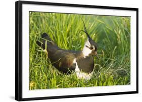 Northern Lapwing Male on Nest-null-Framed Photographic Print