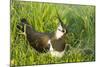 Northern Lapwing Male on Nest-null-Mounted Photographic Print