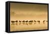 Northern Lapwing Waterlevel Silhouette of Birds-null-Framed Stretched Canvas