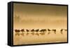 Northern Lapwing Waterlevel Silhouette of Birds-null-Framed Stretched Canvas