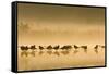 Northern Lapwing Waterlevel Silhouette of Birds-null-Framed Stretched Canvas