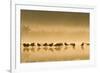 Northern Lapwing Waterlevel Silhouette of Birds-null-Framed Photographic Print