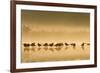 Northern Lapwing Waterlevel Silhouette of Birds-null-Framed Photographic Print