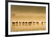 Northern Lapwing Waterlevel Silhouette of Birds-null-Framed Photographic Print