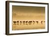 Northern Lapwing Waterlevel Silhouette of Birds-null-Framed Photographic Print