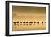 Northern Lapwing Waterlevel Silhouette of Birds-null-Framed Photographic Print