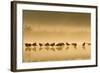 Northern Lapwing Waterlevel Silhouette of Birds-null-Framed Photographic Print