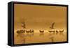 Northern Lapwings and Black-Headed Gulls-null-Framed Stretched Canvas