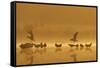 Northern Lapwings and Black-Headed Gulls-null-Framed Stretched Canvas