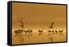 Northern Lapwings and Black-Headed Gulls-null-Framed Stretched Canvas