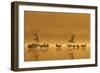 Northern Lapwings and Black-Headed Gulls-null-Framed Photographic Print