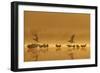 Northern Lapwings and Black-Headed Gulls-null-Framed Photographic Print