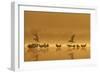 Northern Lapwings and Black-Headed Gulls-null-Framed Photographic Print