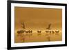 Northern Lapwings and Black-Headed Gulls-null-Framed Photographic Print