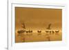 Northern Lapwings and Black-Headed Gulls-null-Framed Photographic Print