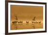 Northern Lapwings and Black-Headed Gulls-null-Framed Photographic Print