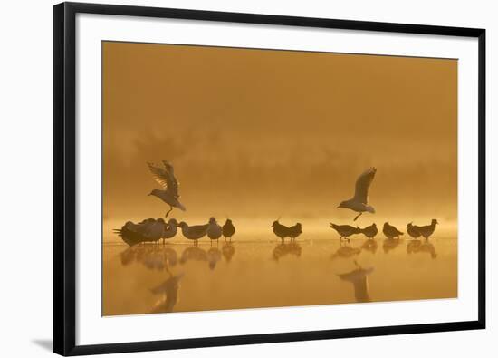 Northern Lapwings and Black-Headed Gulls-null-Framed Photographic Print