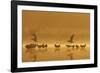 Northern Lapwings and Black-Headed Gulls-null-Framed Photographic Print