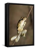 Northern Laughing Tree Frog (Roth's Tree Frog) (Litoria Rothii)-Louise Murray-Framed Stretched Canvas