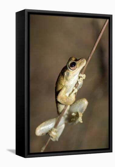 Northern Laughing Tree Frog (Roth's Tree Frog) (Litoria Rothii)-Louise Murray-Framed Stretched Canvas