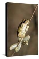 Northern Laughing Tree Frog (Roth's Tree Frog) (Litoria Rothii)-Louise Murray-Stretched Canvas