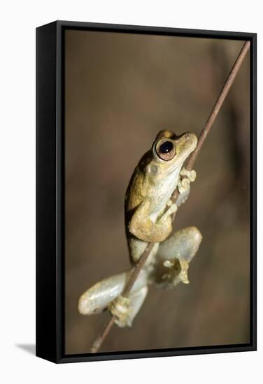 Northern Laughing Tree Frog (Roth's Tree Frog) (Litoria Rothii)-Louise Murray-Framed Stretched Canvas