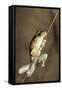 Northern Laughing Tree Frog (Roth's Tree Frog) (Litoria Rothii)-Louise Murray-Framed Stretched Canvas