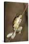 Northern Laughing Tree Frog (Roth's Tree Frog) (Litoria Rothii)-Louise Murray-Stretched Canvas