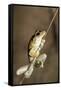 Northern Laughing Tree Frog (Roth's Tree Frog) (Litoria Rothii)-Louise Murray-Framed Stretched Canvas