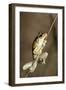 Northern Laughing Tree Frog (Roth's Tree Frog) (Litoria Rothii)-Louise Murray-Framed Photographic Print